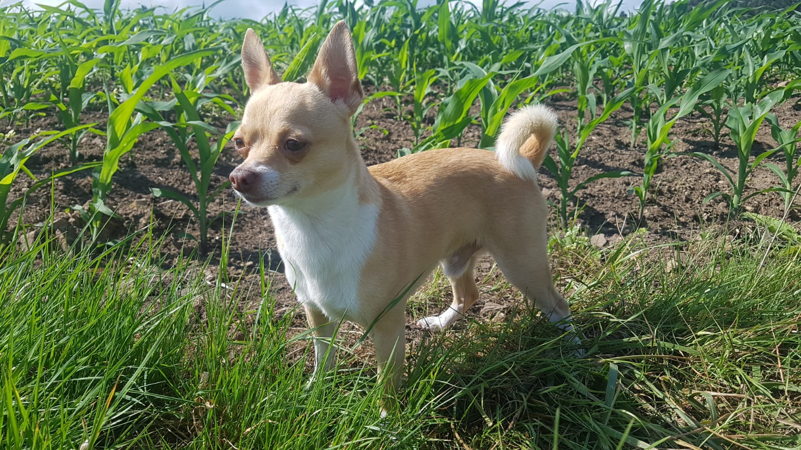 pequeñin pero  MUY GRANDE