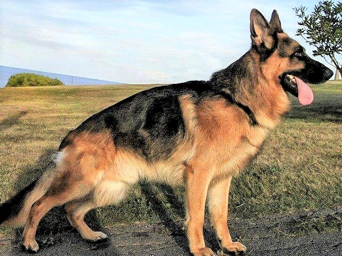 TROSKY ALGO MÁS  QUE UN PERRO